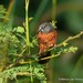 Brown Twinspot - Photo (c) Markus  Lilje, some rights reserved (CC BY-NC-ND), uploaded by Markus  Lilje