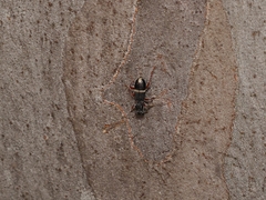 Lemidia accincta