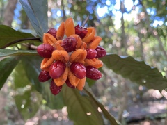 Pittosporum rubiginosum