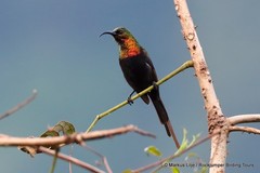 Nectarinia kilimensis