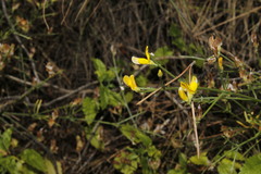 Genista acanthoclada