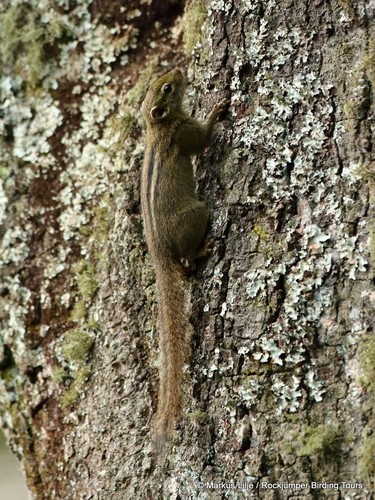 Boehm's Bush Squirrel