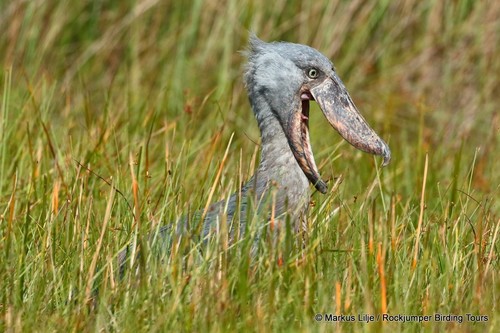 Shoebill