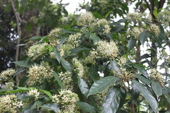 Tarenna pavettoides pavettoides