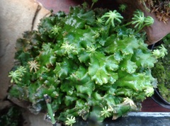 Marchantia polymorpha ruderalis