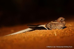 Caprimulgus vexillarius