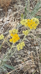 Helichrysum arenarium
