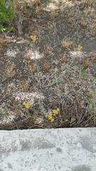 Helichrysum arenarium