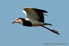 Vanellus crassirostris