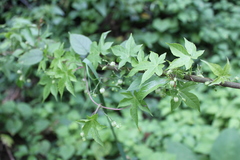 Ceratiosicyos laevis