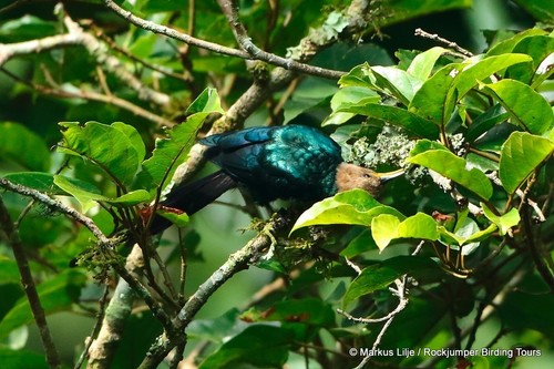 Forest Scimitarbill