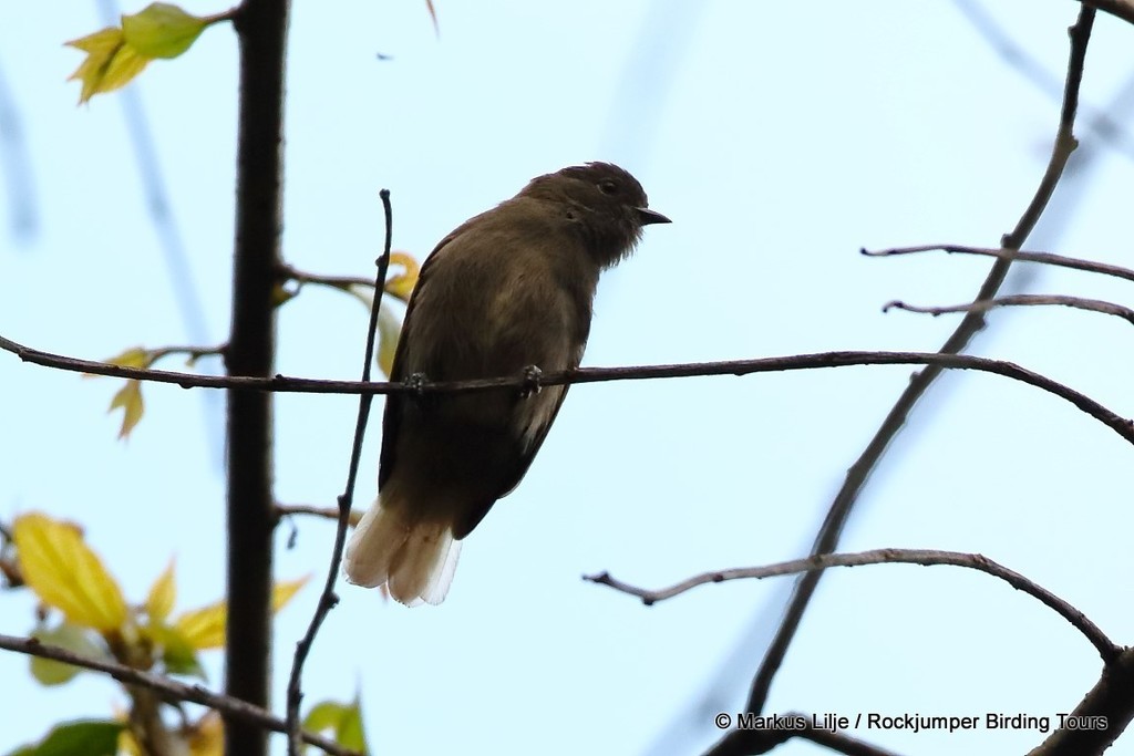 Cassin's Honeybird