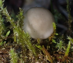 Campanella capensis