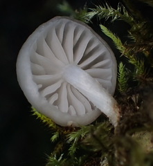 Campanella capensis