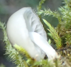 Campanella capensis