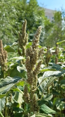 Amaranthus