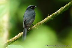 Melaenornis ardesiacus