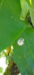 Cimbex quadrimaculatus