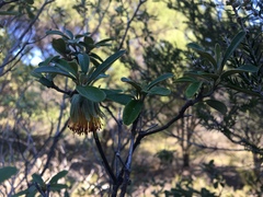 Diplolaena dampieri