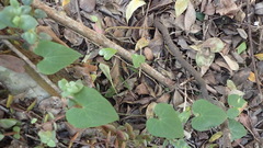 Dioscorea mundii