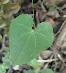 Dioscorea mundii