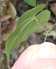 Dioscorea mundii