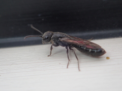 Sapygina decemguttata