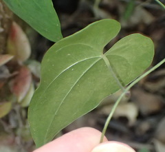 Dioscorea mundii