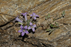 Campanula celsii spathulifolia
