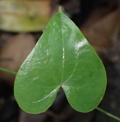 Dioscorea mundii