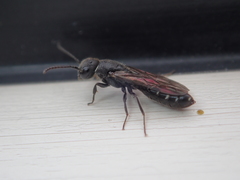 Sapygina decemguttata