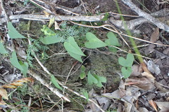 Dioscorea mundii