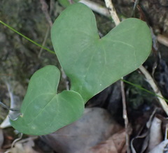 Dioscorea mundii