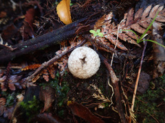 Lycoperdon compactum