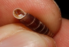 Idyla bicristata