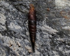 Idyla bicristata