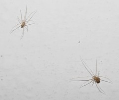 Spermophora senoculata