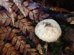 Lycoperdon compactum