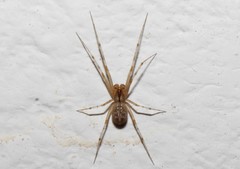 Megalepthyphantes lydiae