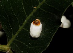 Pulvinaria hydrangeae
