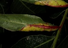 Forda marginata