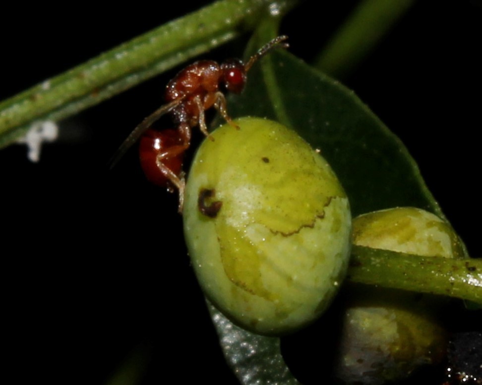 Eurytoma plotnikovi