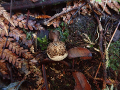 Lycoperdon compactum