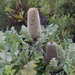 Banksia solandri - Photo (c) Chris Clarke, algunos derechos reservados (CC BY-NC), subido por Chris Clarke