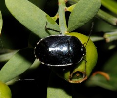 Canthophorus melanopterus