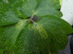 Phytomyza aquilegiae