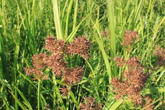 Cyperus latifolius