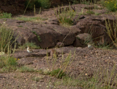 Montifringilla davidiana