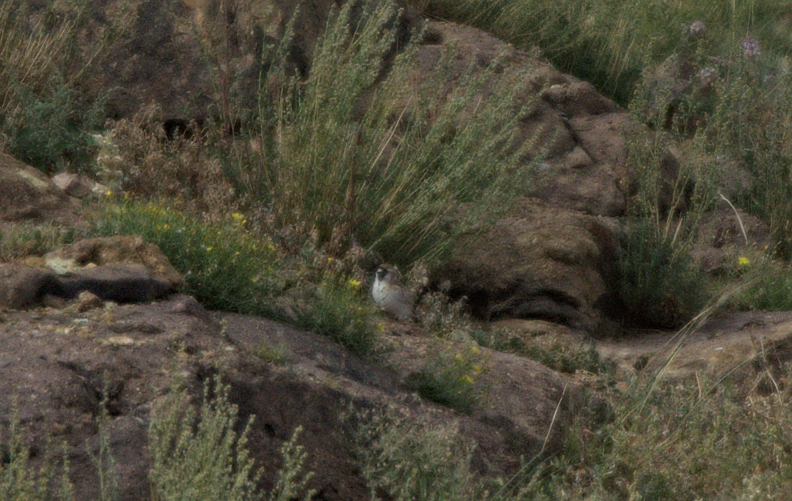 Pere David's Snowfinch
