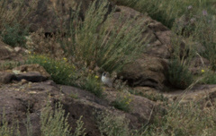 Montifringilla davidiana